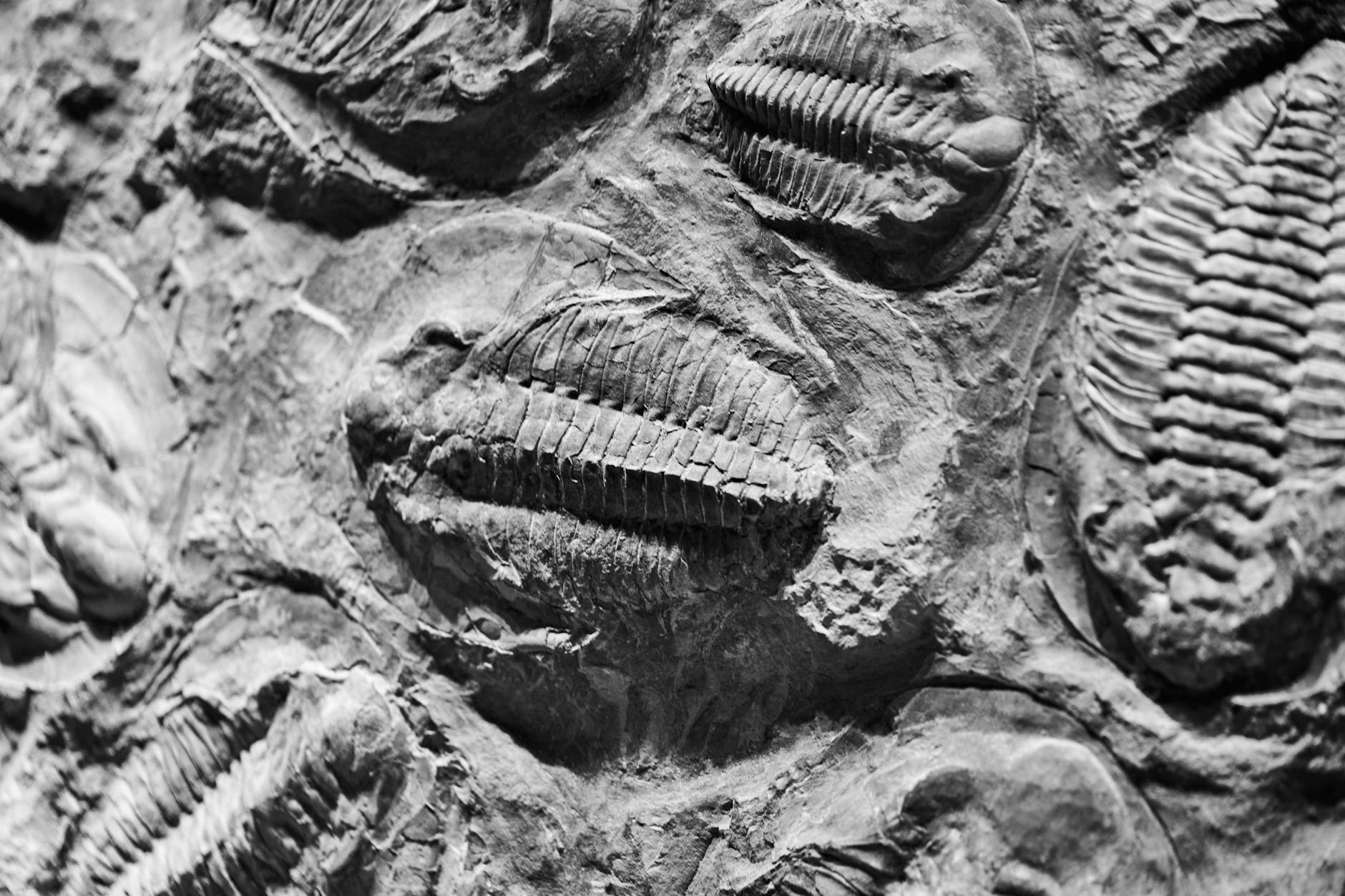 animals fossils in black and white